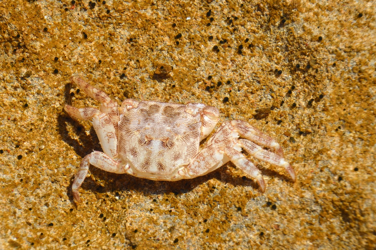crab sand cancer free photo