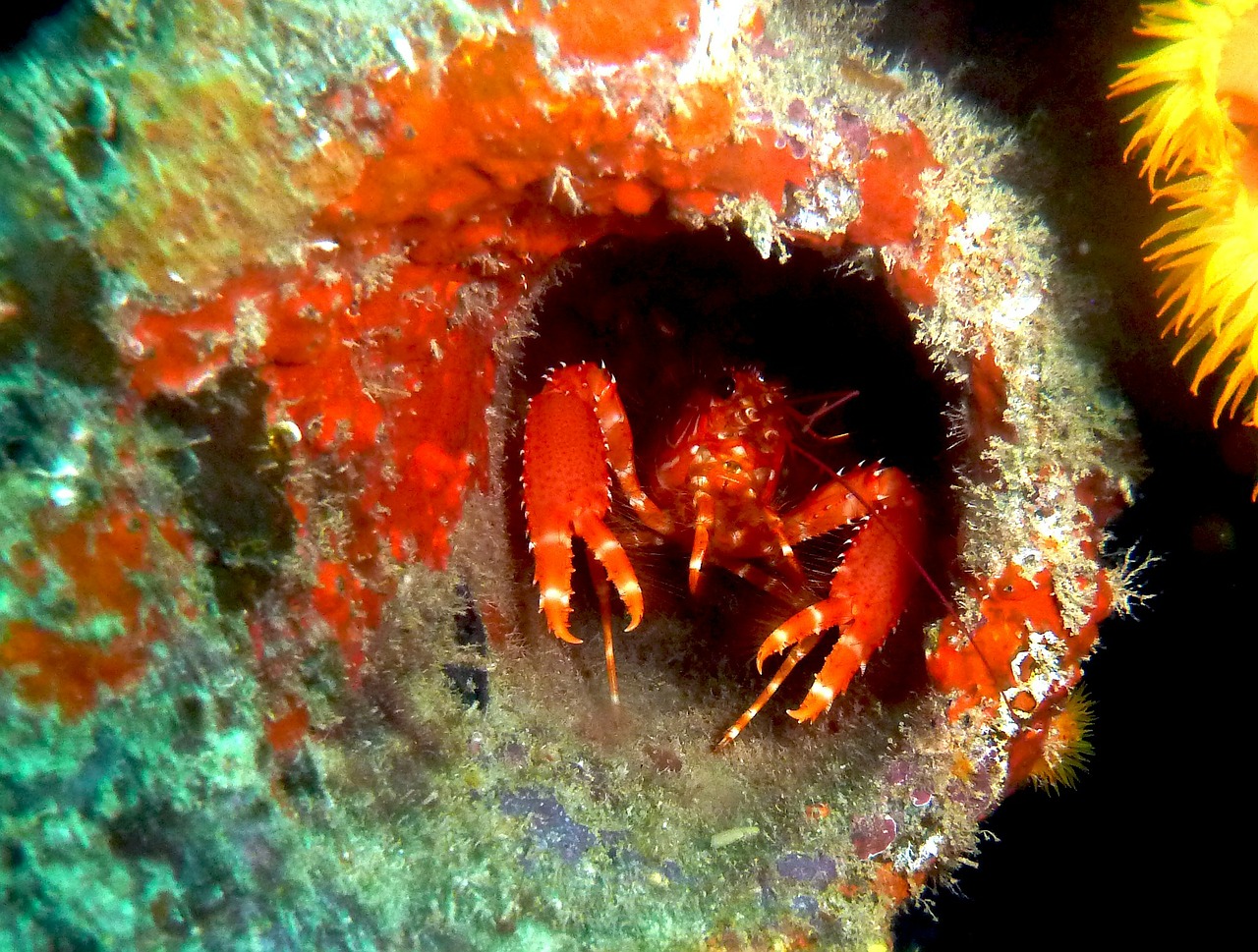 crab crustacean aruba free photo