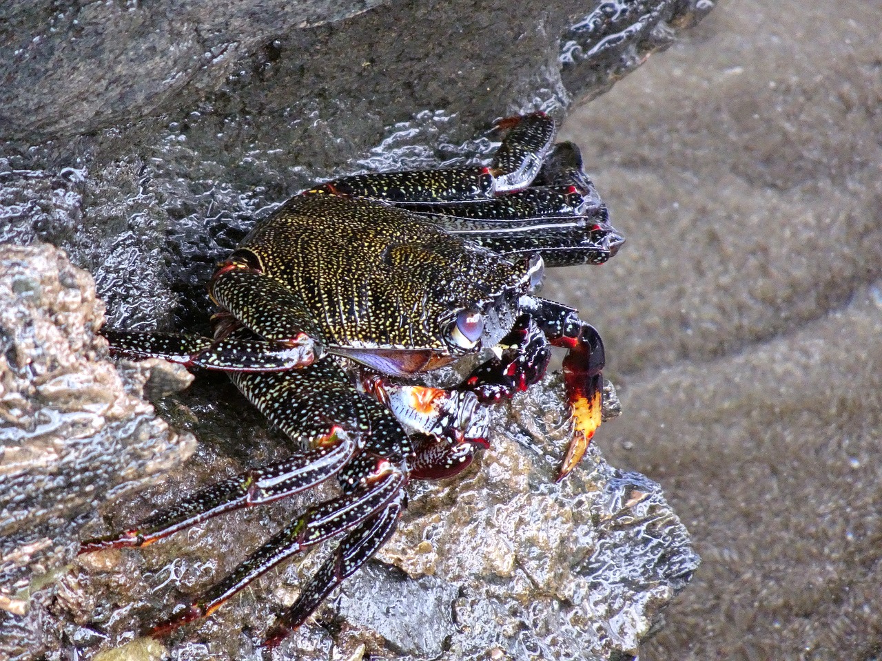 crab  sea  rock free photo