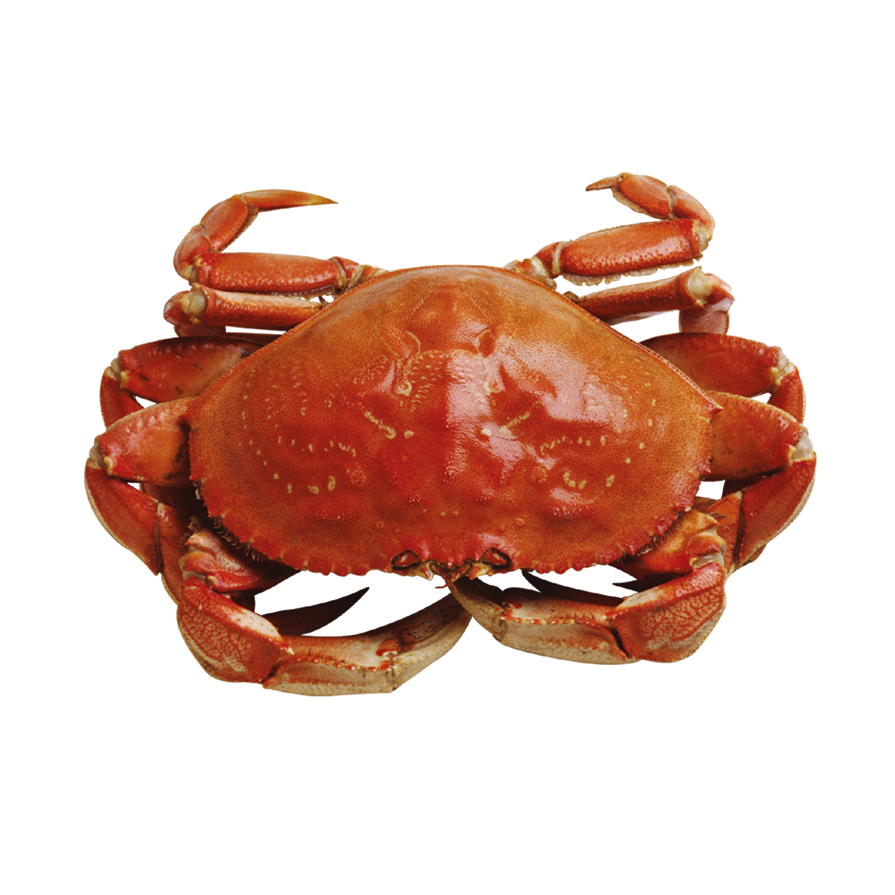 crab marine seafood free photo