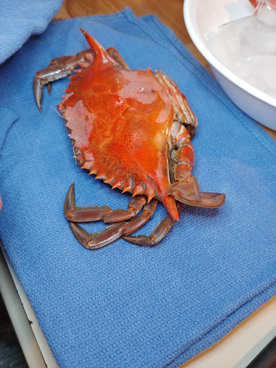 crab  seafood  crustacean free photo