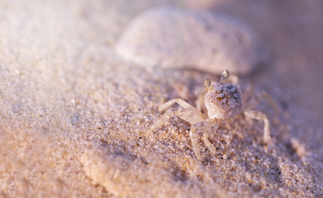 crab  sand  nature free photo