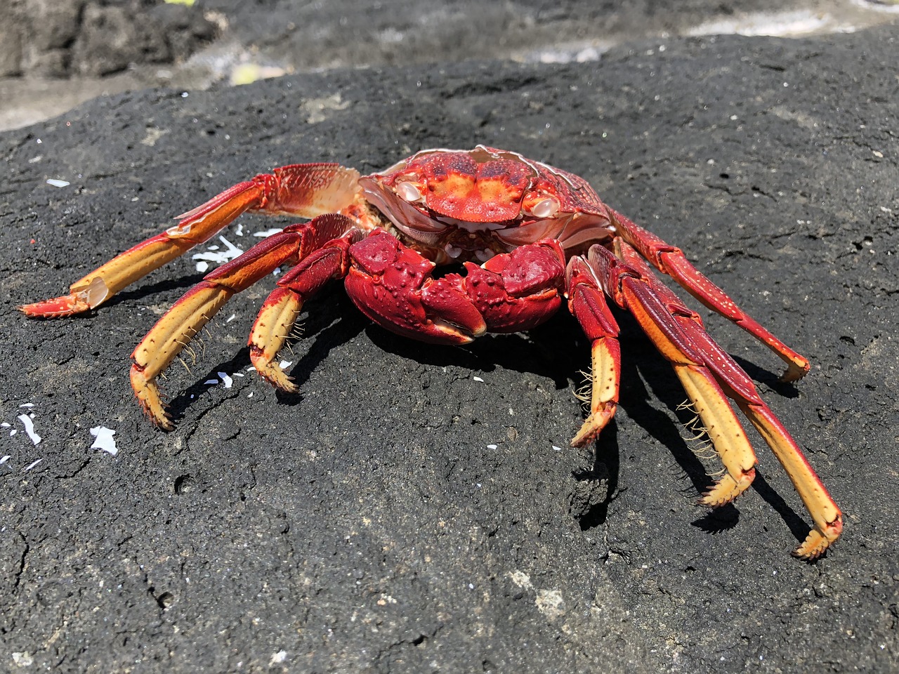 crab  beach  water free photo