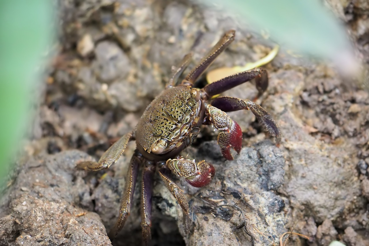 crab  animal  small free photo