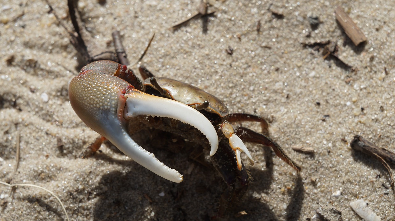 crab  claw  animal free photo