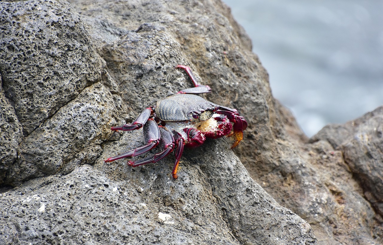 crab  sea  crustacean free photo