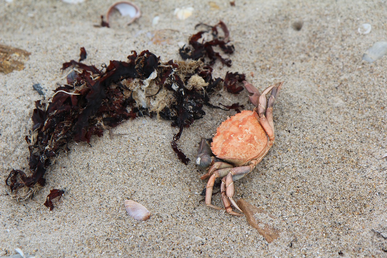 crab  beach  sand free photo