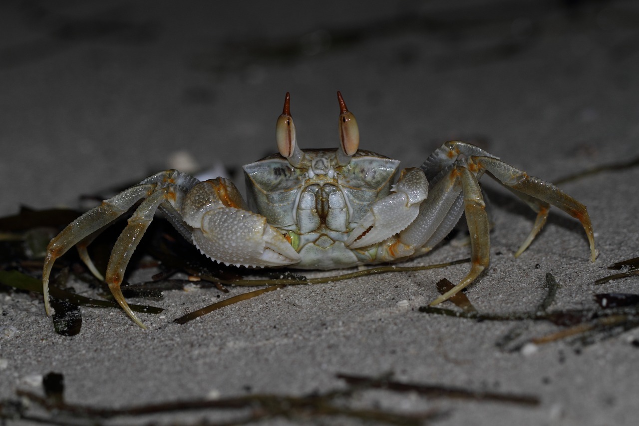 crab  sea  sea animals free photo