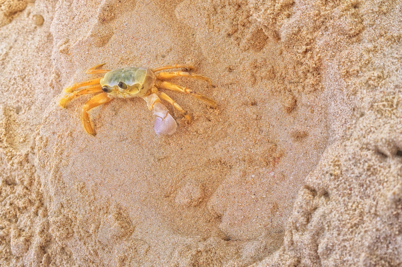 crab  beach  sand free photo