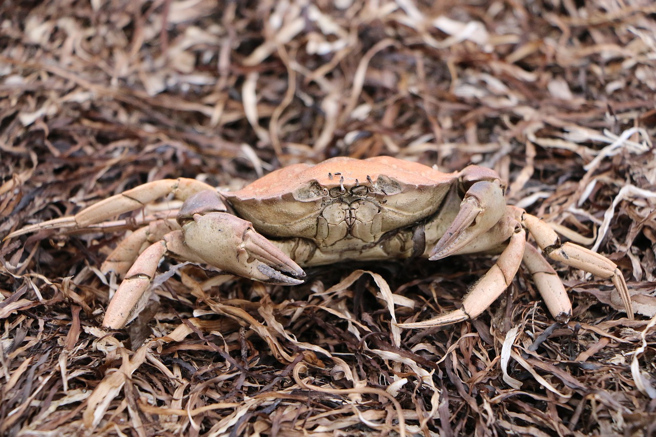 crab  dead  beach free photo