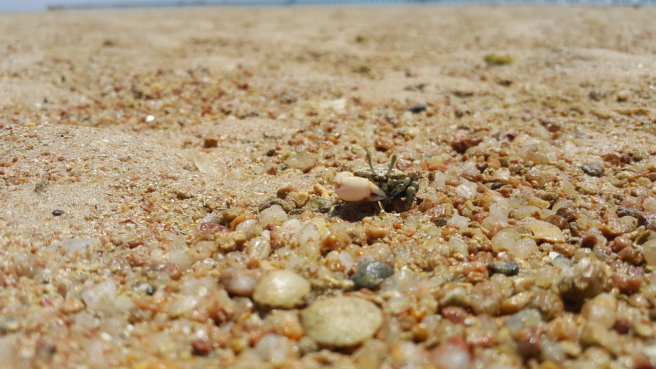 crab  beach  holidays free photo