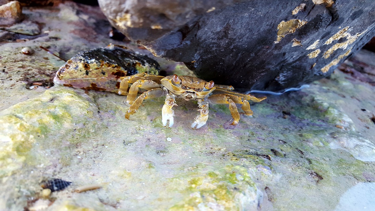 crab  stones  sea free photo