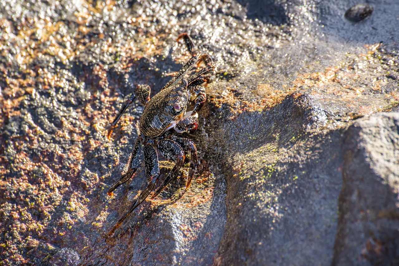 crab  sea  beach free photo