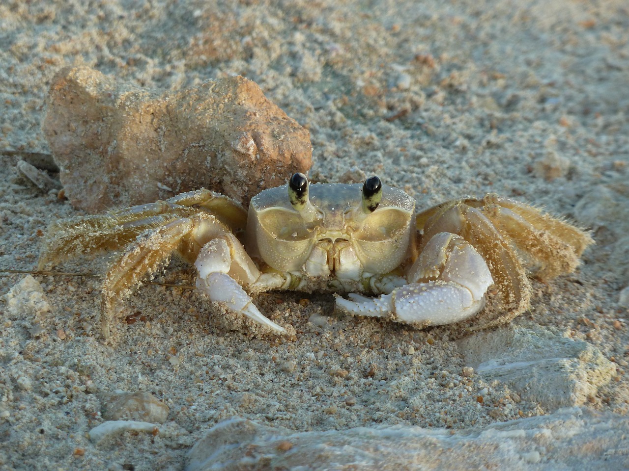 crab ocean beach free photo