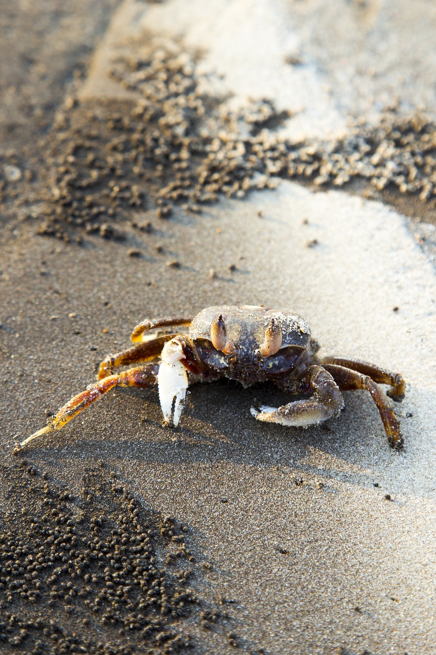 crab  marine  beach free photo