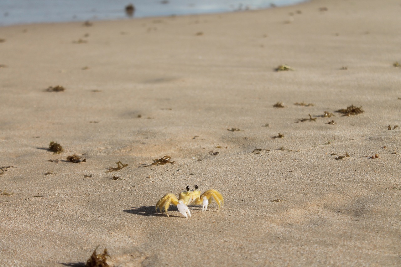 crab  sea  beach free photo