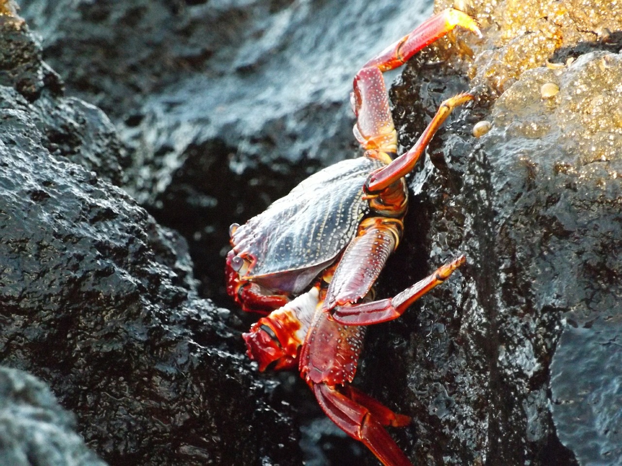 crab rocks wildlife free photo