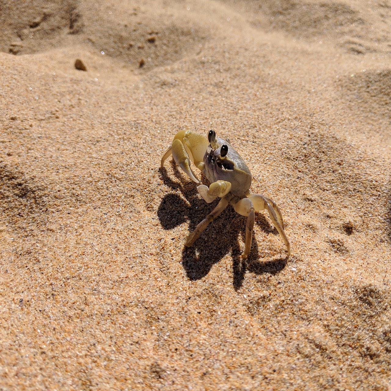 crab  sand  beach free photo