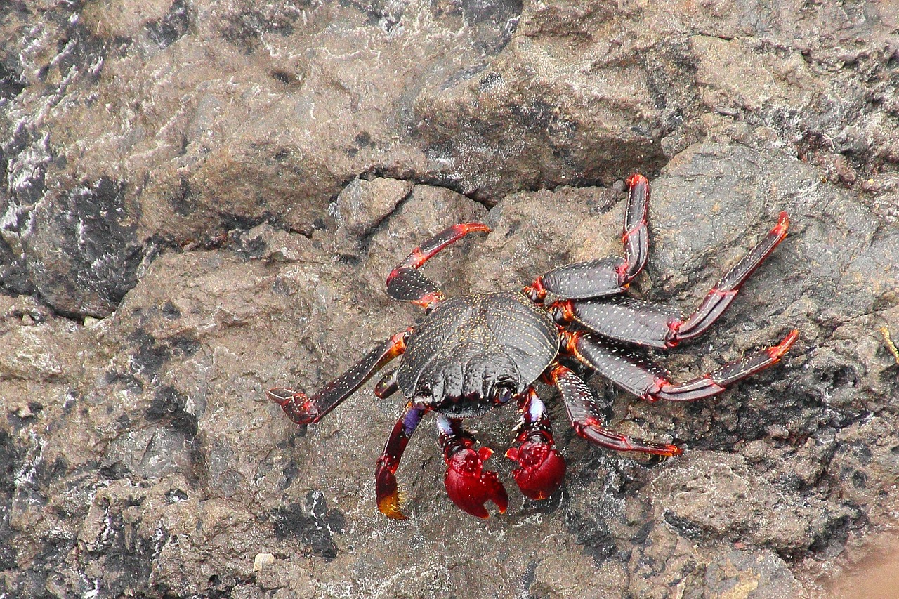 crab cancer pliers free photo