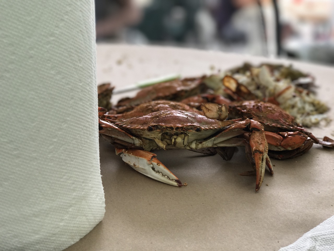 crab  feast  dinner free photo