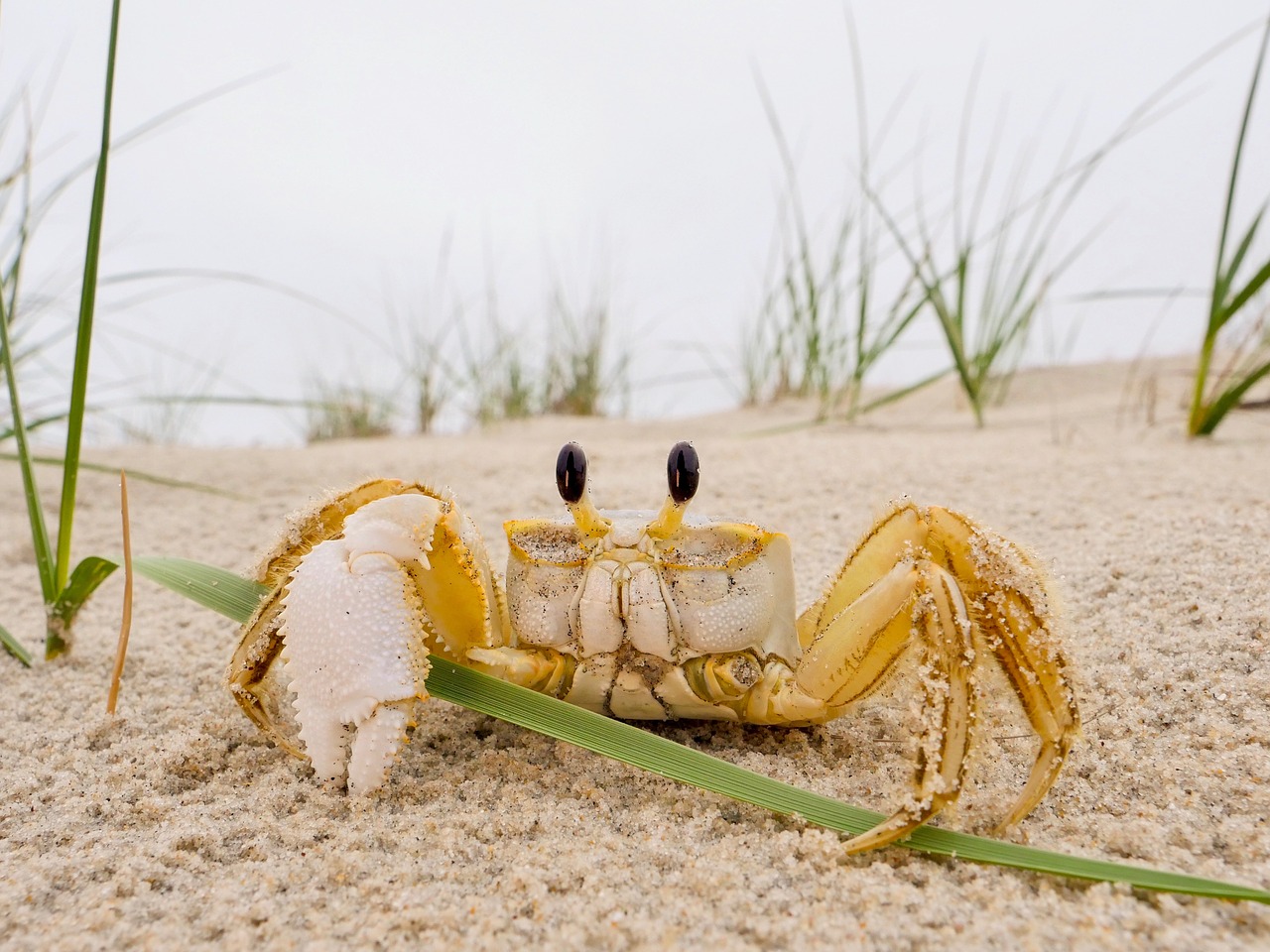 crab  sea  seaside free photo