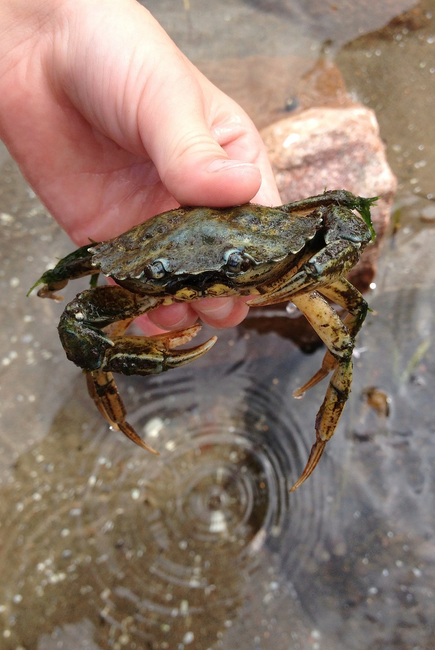 crab the west coast salt water free photo