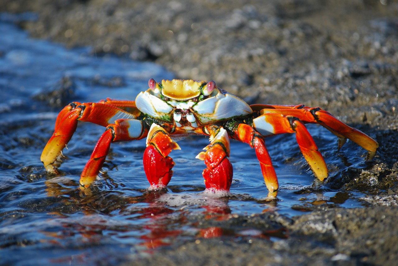 crab amazon colorful free photo
