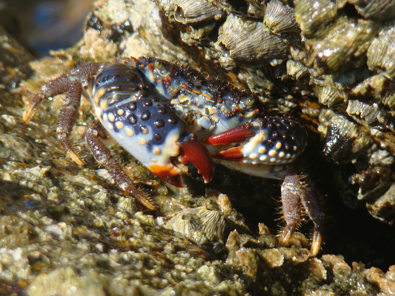 crab beach paw free photo