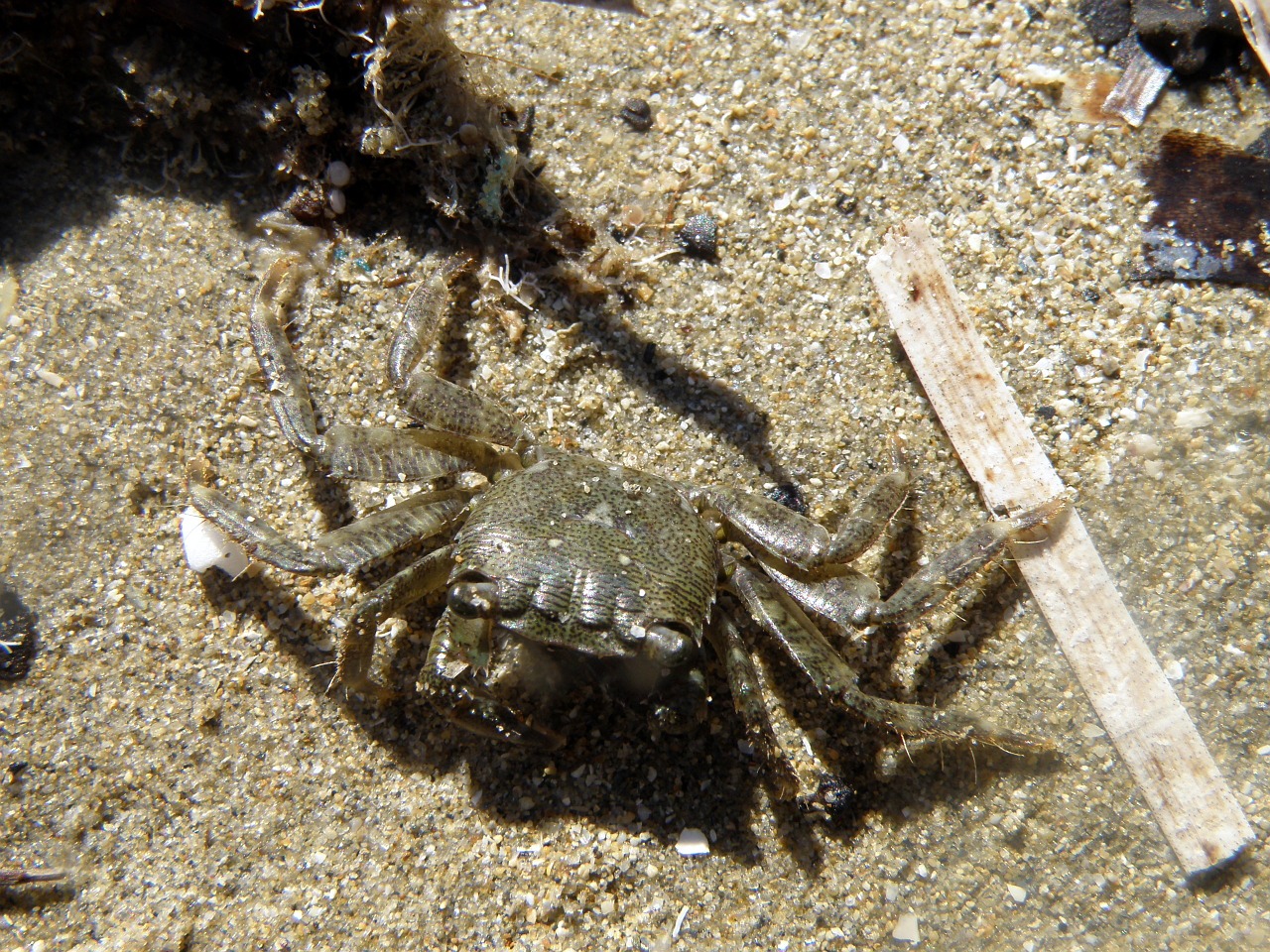 crab nature animal free photo