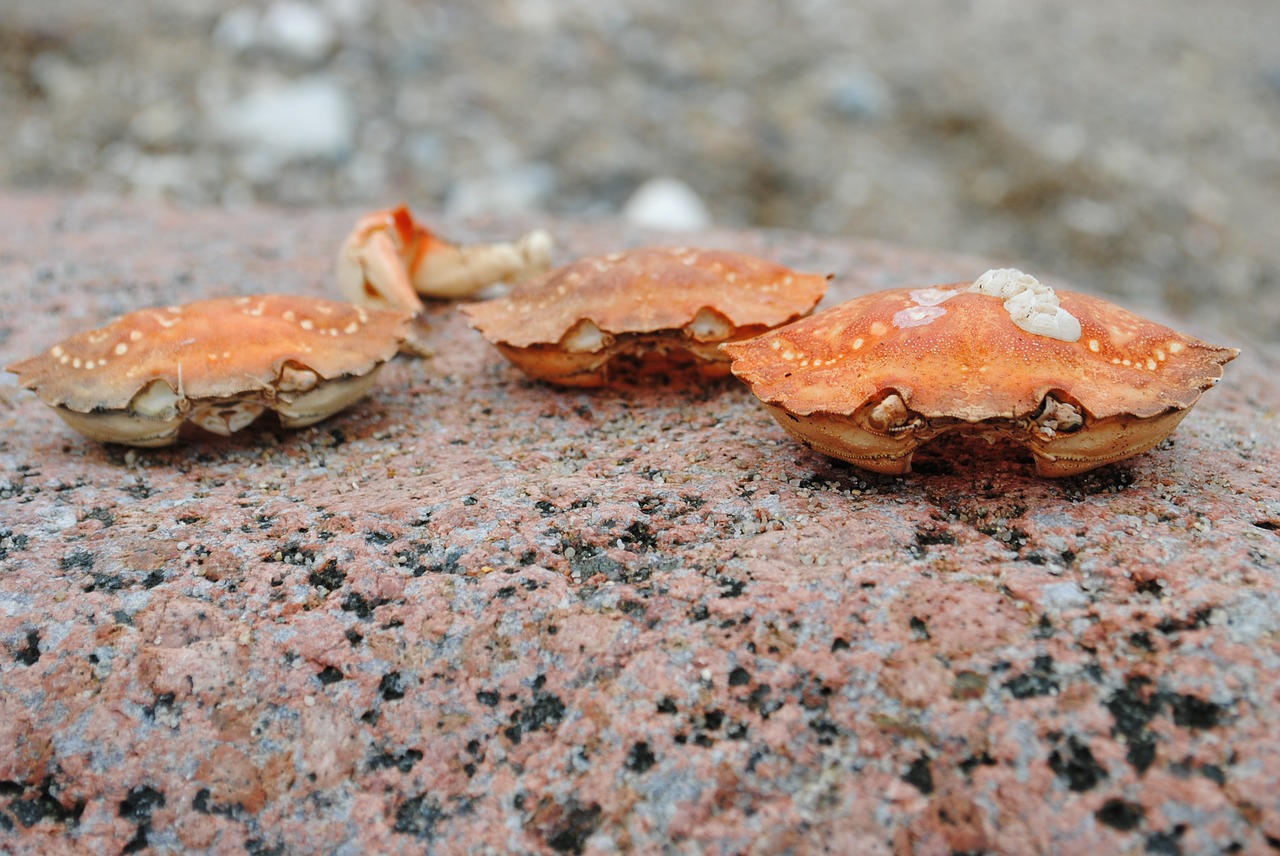 crab crab skald stone free photo