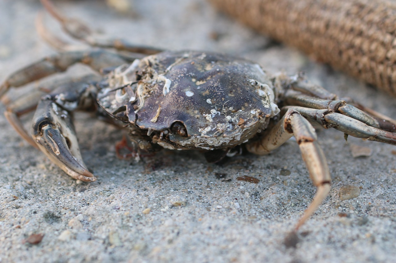 crab nature animal free photo