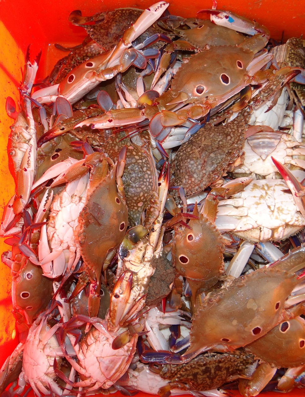 crab shellfish marine free photo