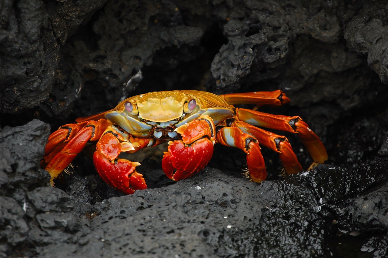 crab red klippenkrabbe grapsus grapsus free photo