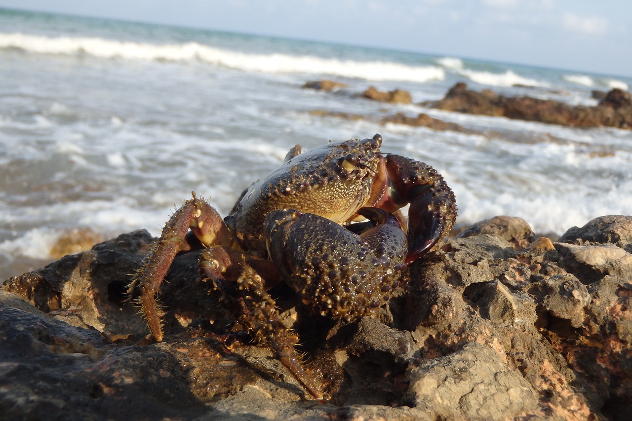 crab sea beach free photo