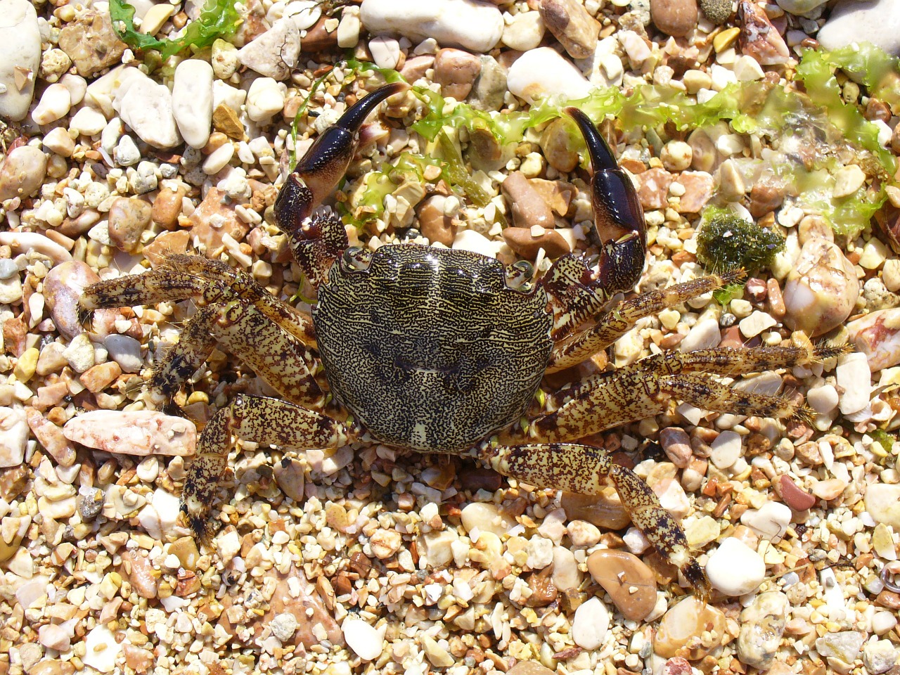 crab cancer square crab free photo