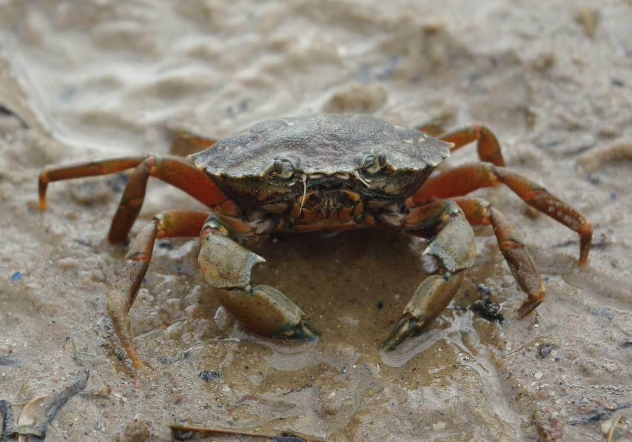 crab beach sand free photo