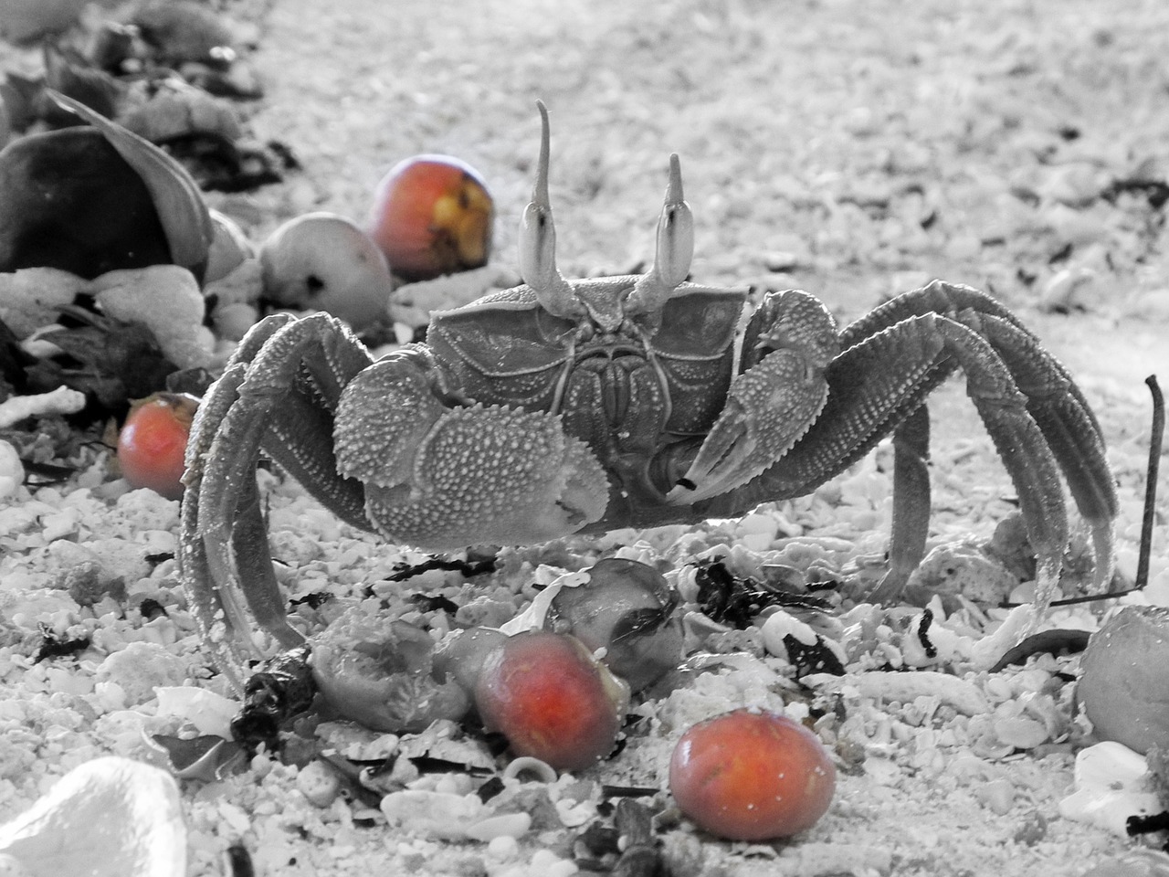 crab black and white berries free photo