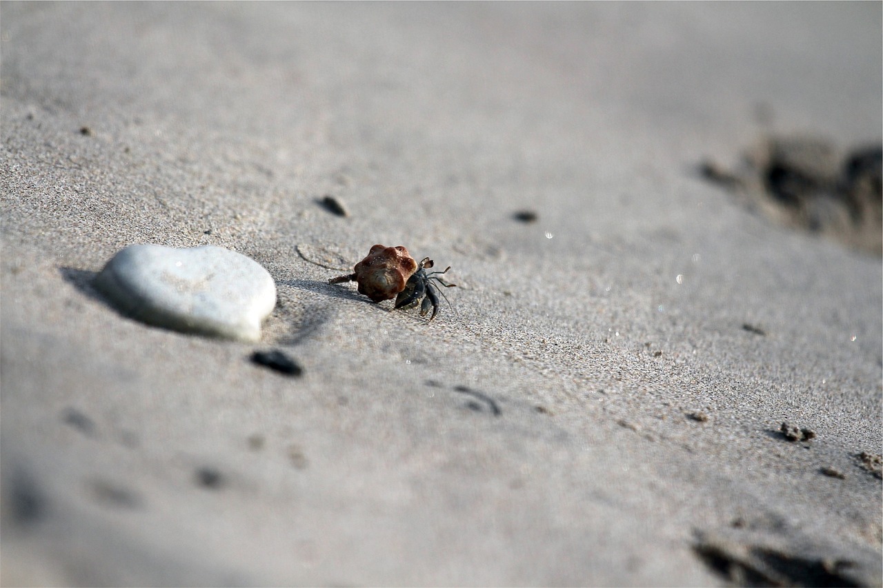crab shell sand free photo