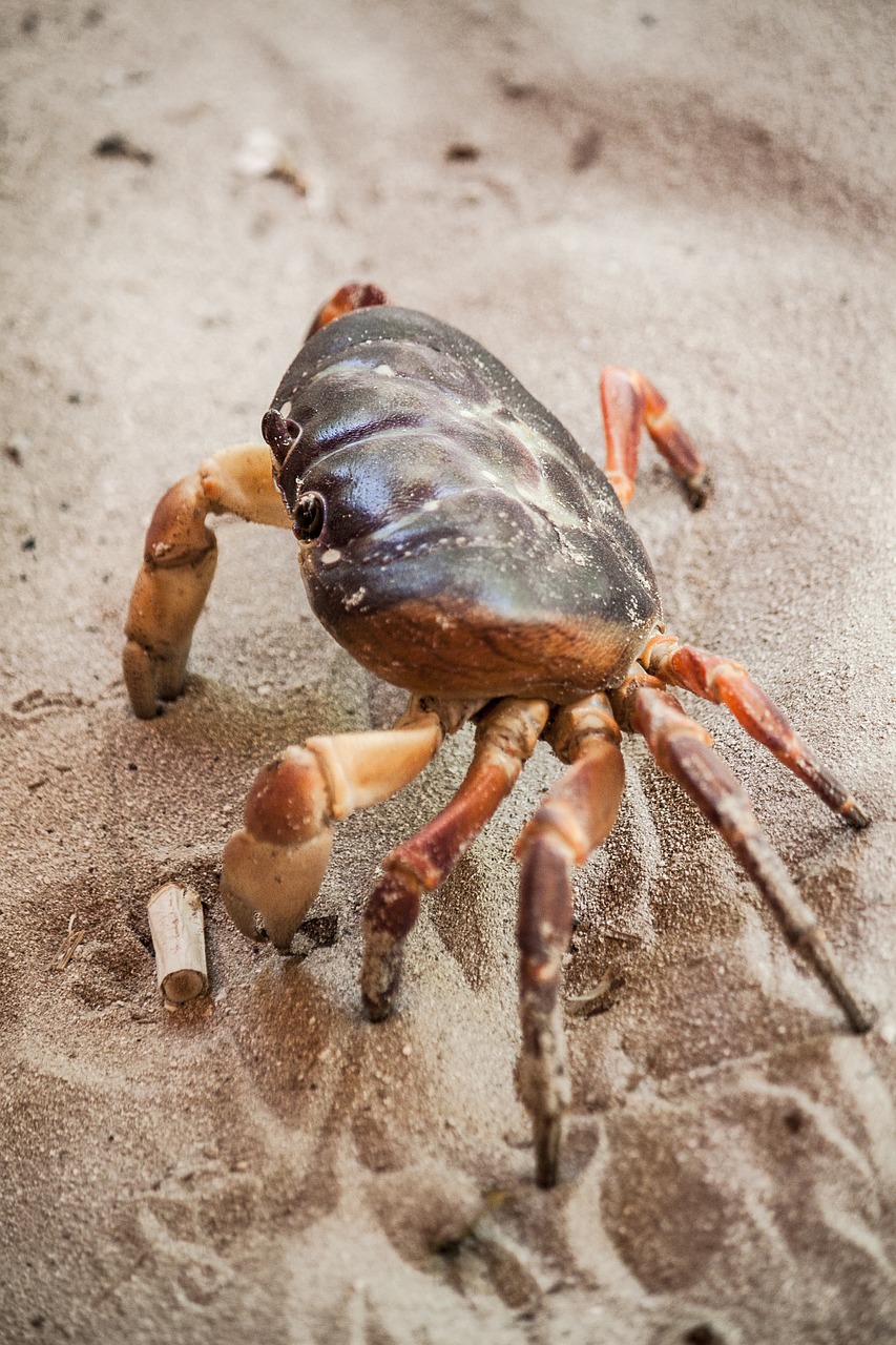 crab sea life crustacean free photo