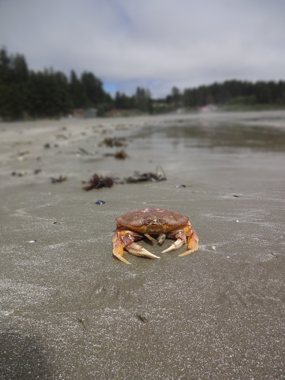crab pacific rim vancouver island free photo