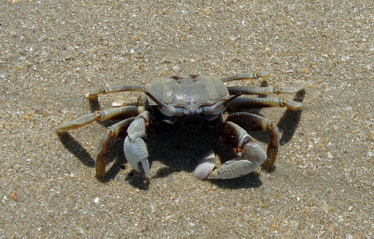 crab sea animal free photo