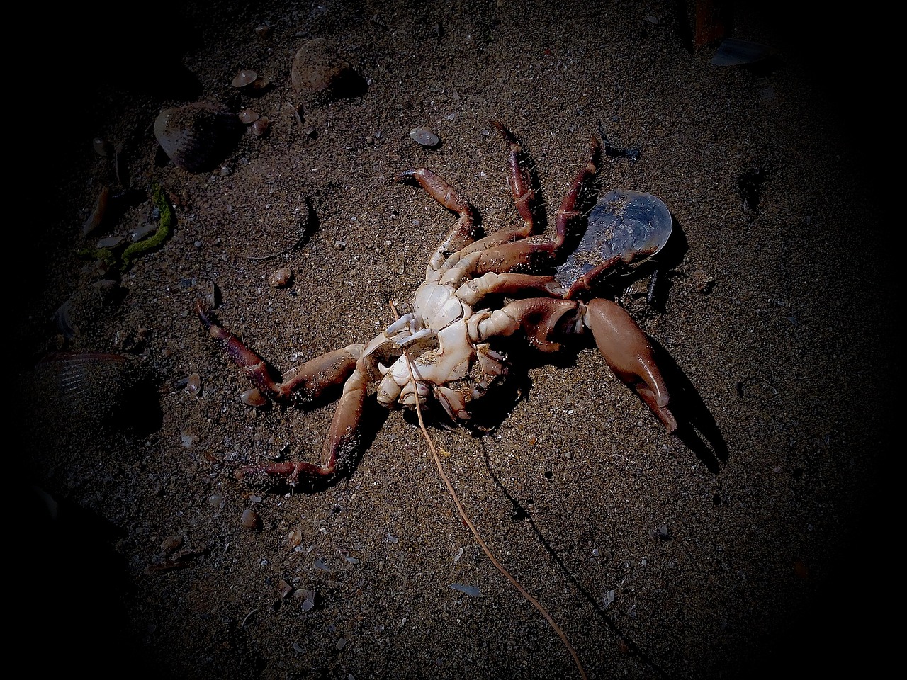 crab sea pollution free photo