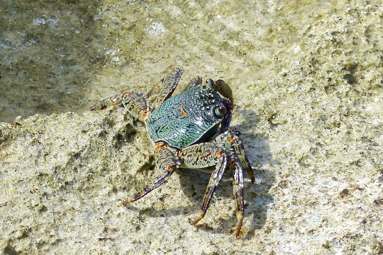 crab ocean life sea free photo