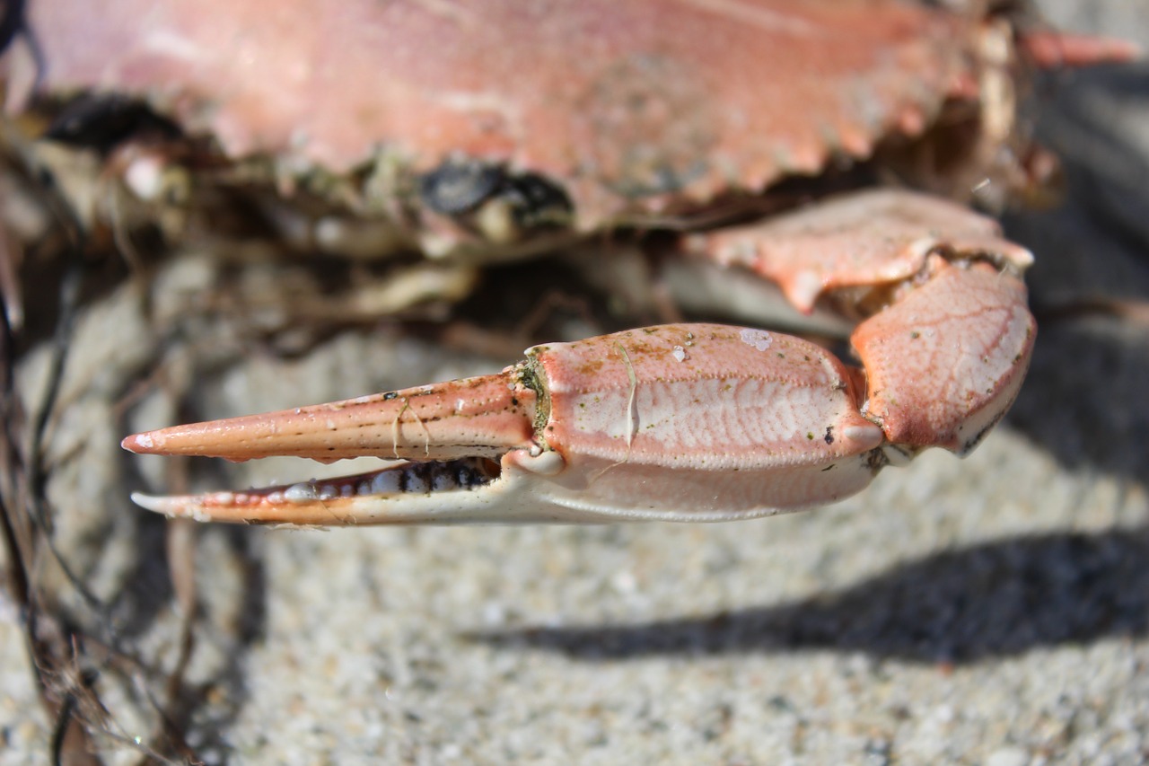 crab sea dead free photo