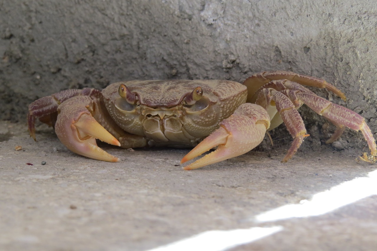 crab crustacean concealed free photo