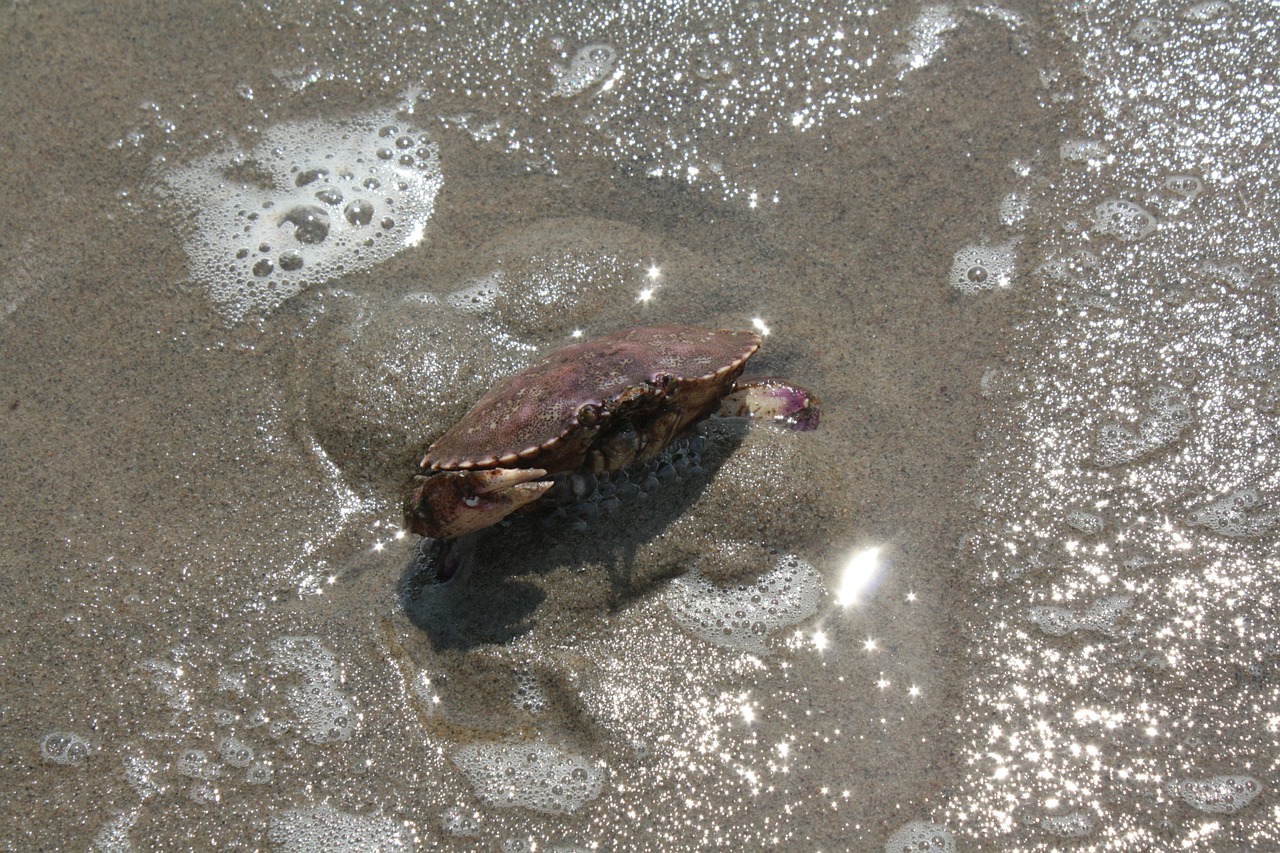 crab sea sand free photo