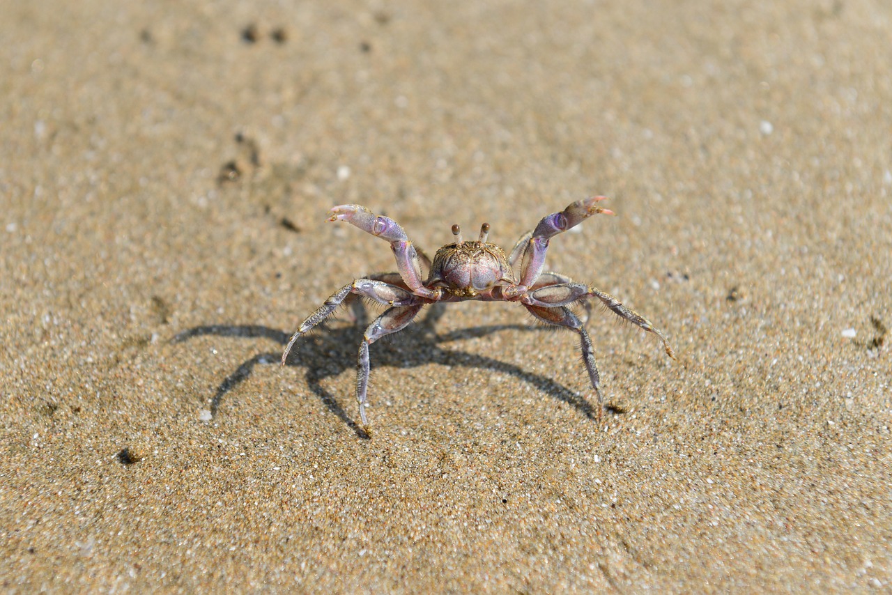 crab bathing beach sea free photo
