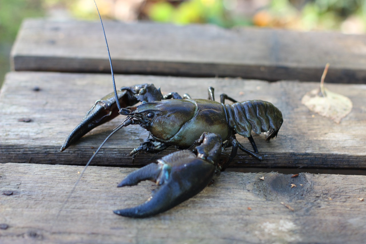 crab shrimp crebs free photo