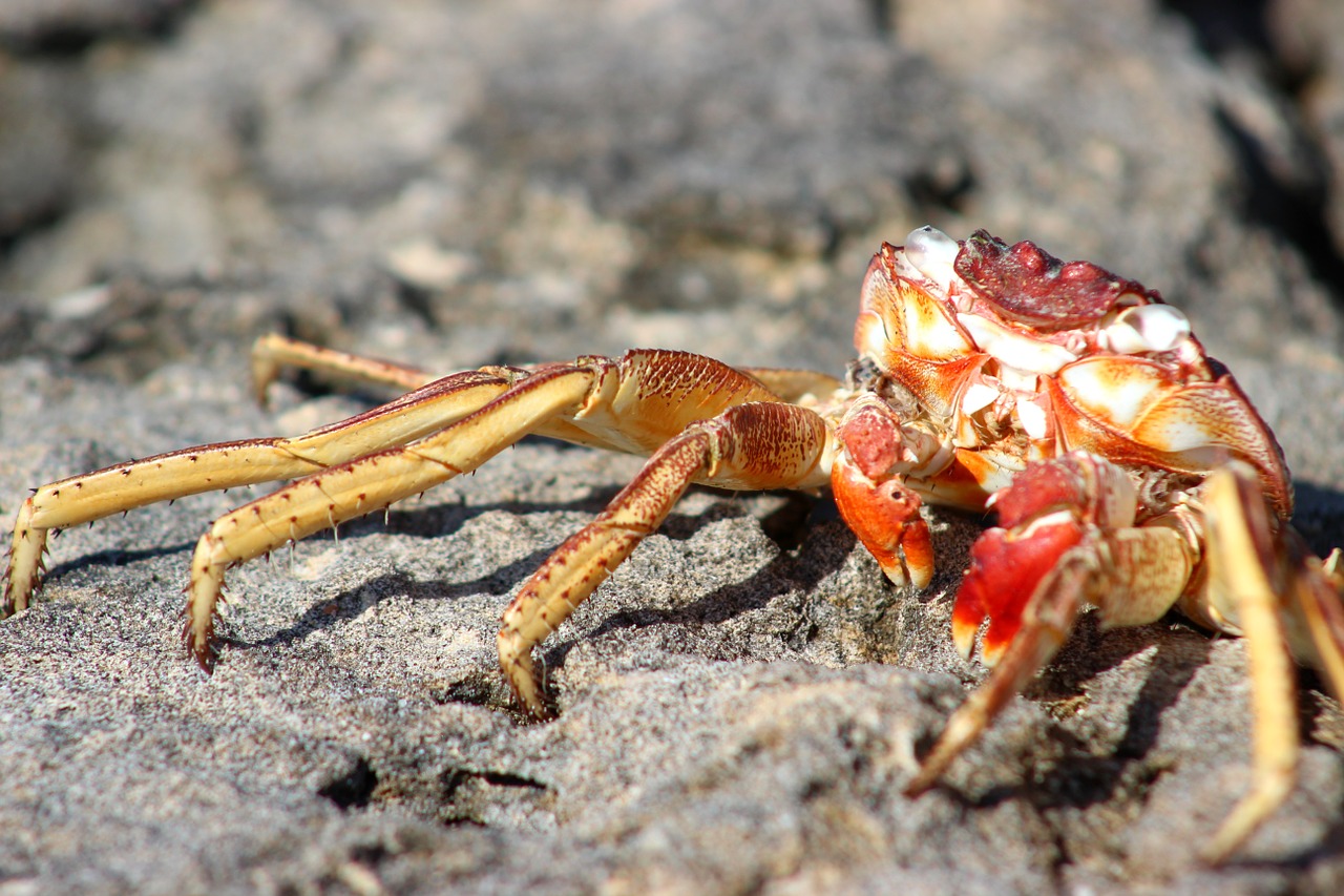 crab wildlife sea free photo