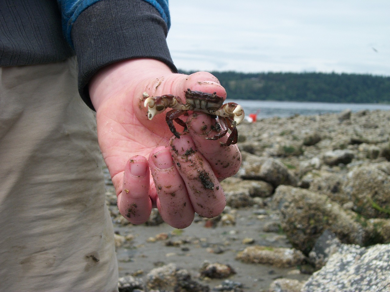 crab hand beach free photo